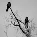 乌鸦壁纸软件(Crows Wallpapers)
