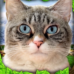 可爱猫咪世界游戏 v1.1